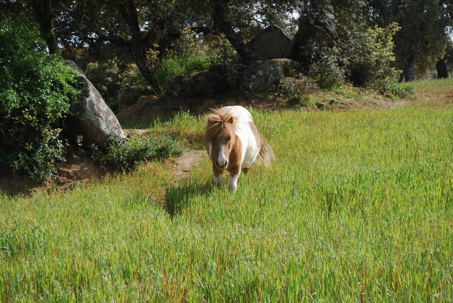 Moinho Do Alamo Ξενοδοχείο Montemor-o-Novo Εξωτερικό φωτογραφία